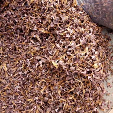 松树菌，红蘑，肉蘑菇烤干新货