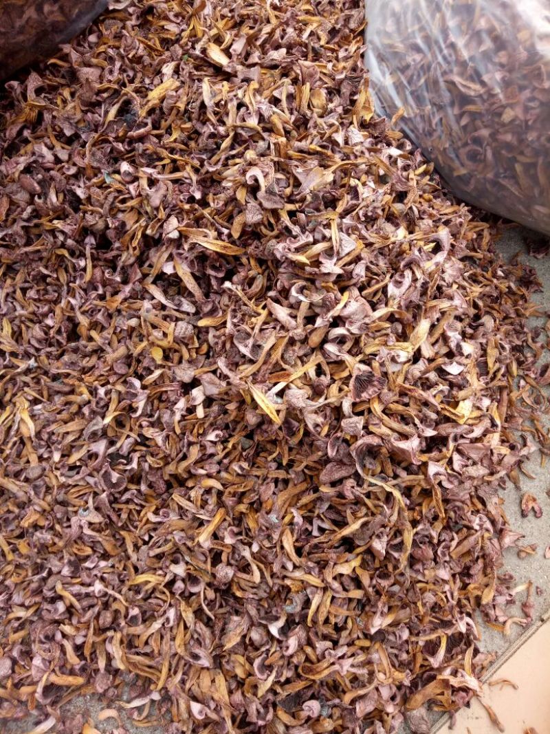 松树菌，红蘑，肉蘑菇烤干新货