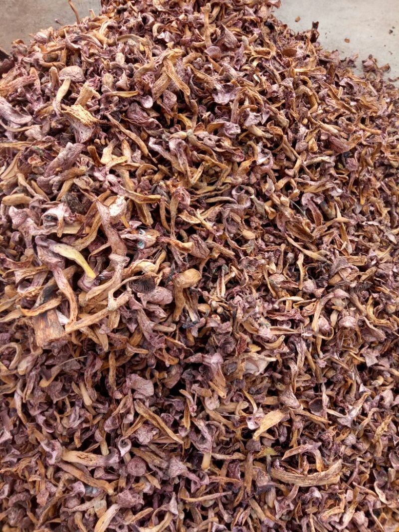 松树菌，红蘑，肉蘑菇烤干新货
