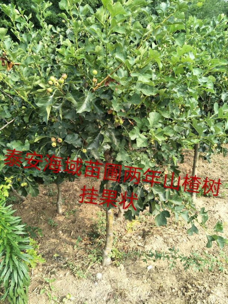 山楂树现起现发欢迎各地采购商实地考察
