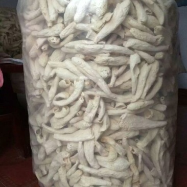 竹荪一级