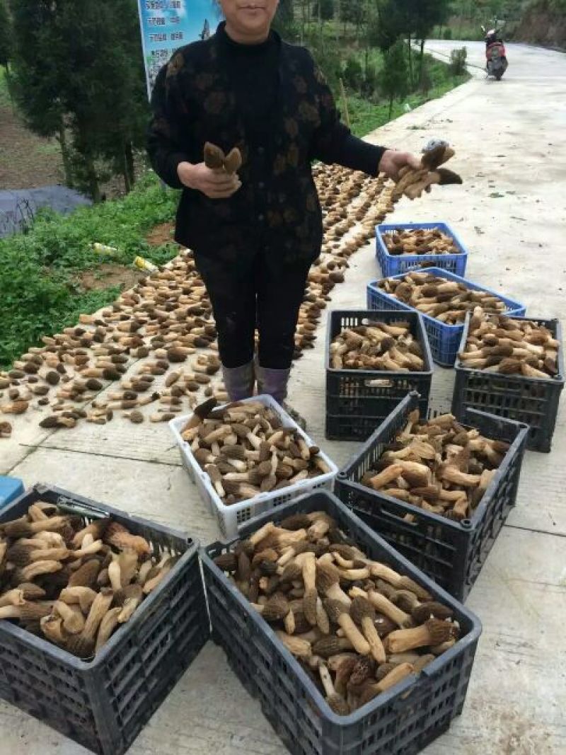 竹荪一级