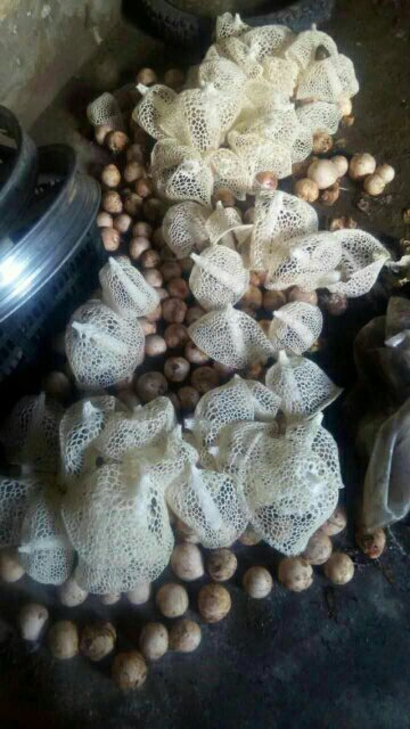 竹荪一级