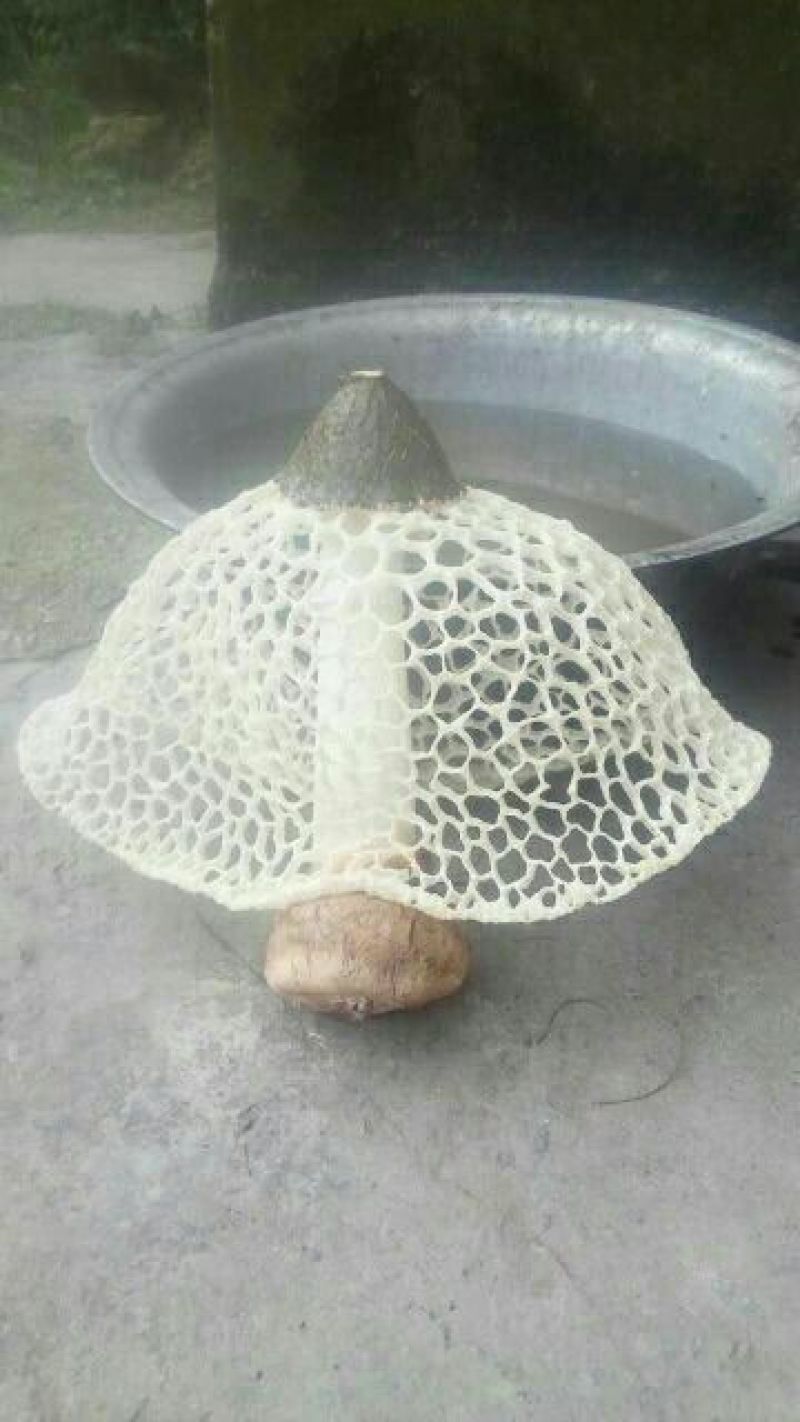 竹荪一级