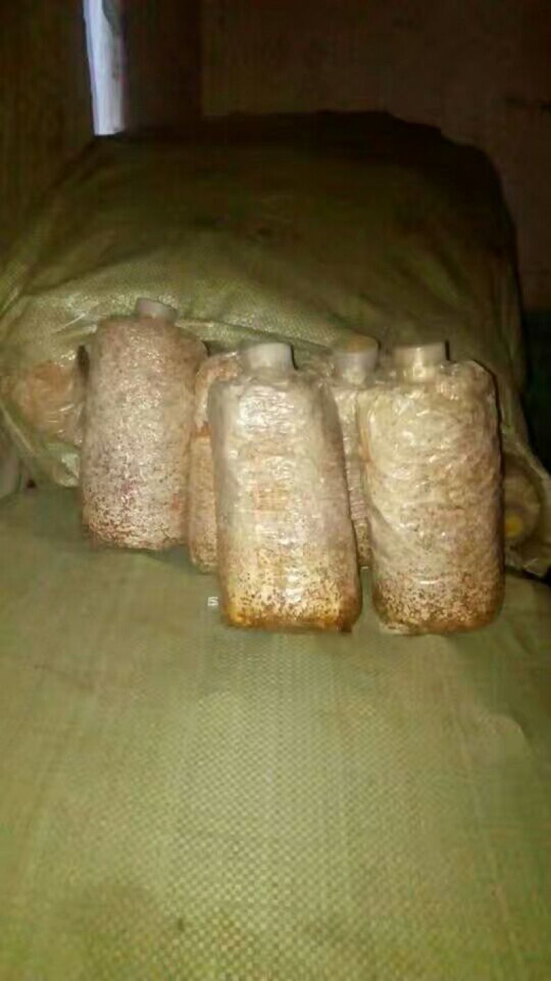 竹荪一级