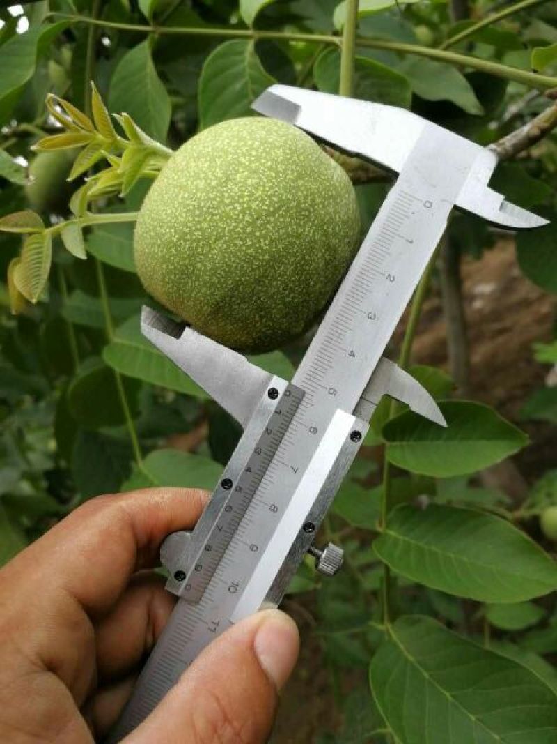 青皮核桃青皮湿
