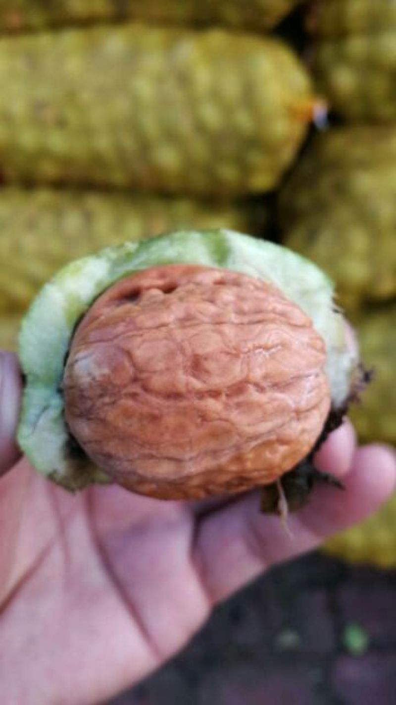 青皮核桃青皮湿