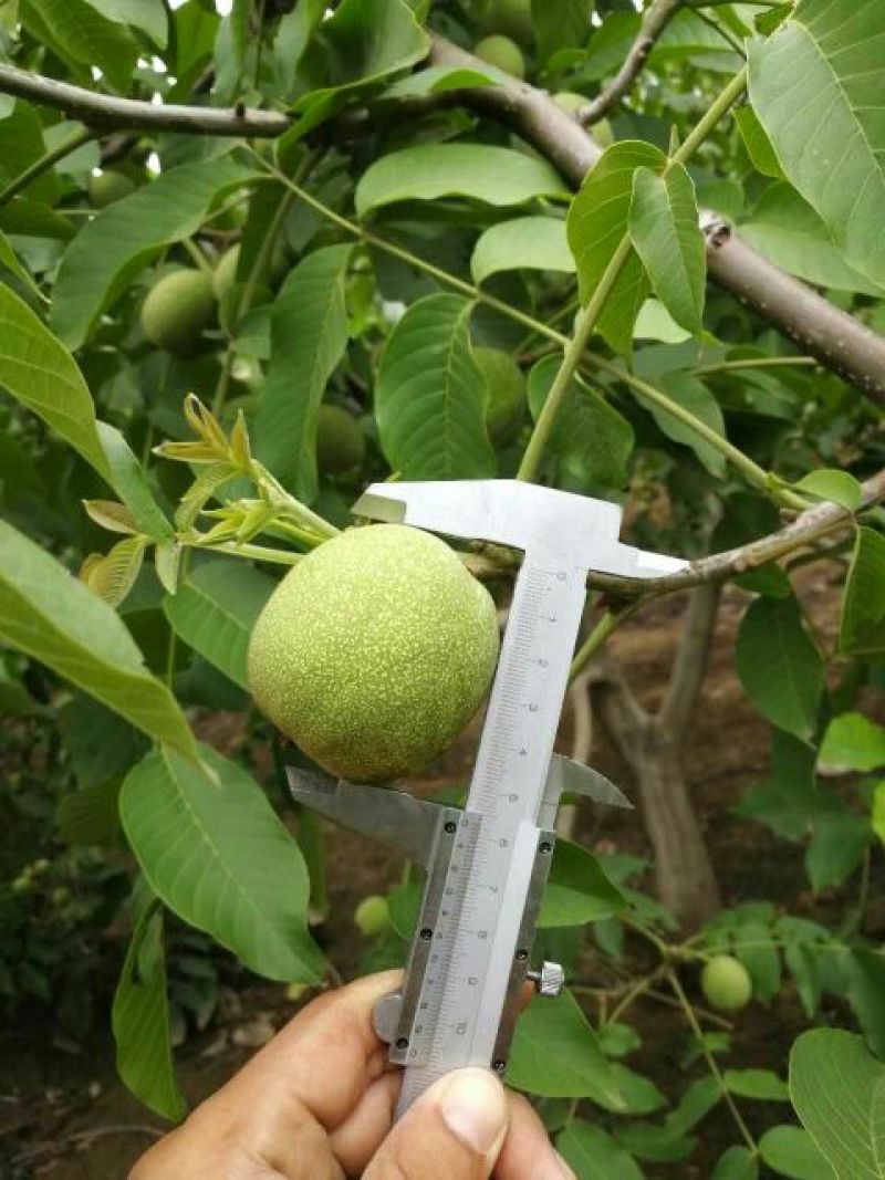 青皮核桃青皮湿