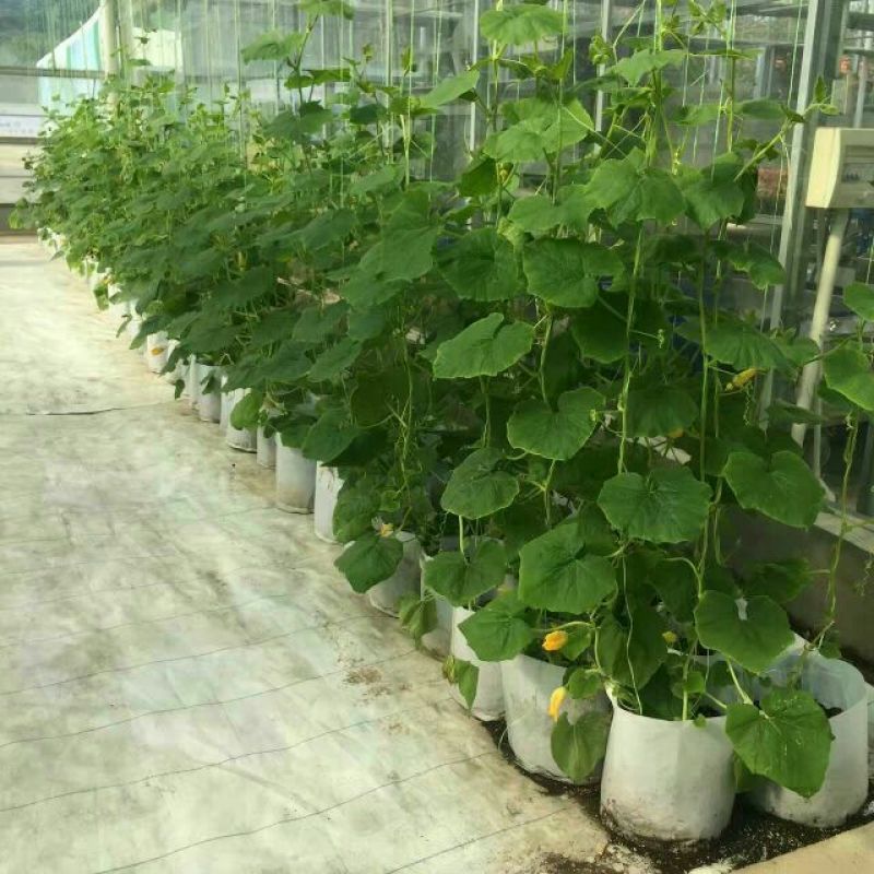 【热销】2021植树袋美植袋无纺布育苗袋苗木种植袋育苗