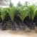 【热销】2021植树袋美植袋无纺布育苗袋苗木种植袋育苗