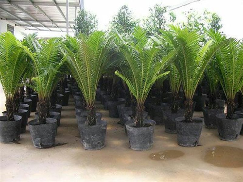 【热销】2021植树袋美植袋无纺布育苗袋苗木种植袋育苗
