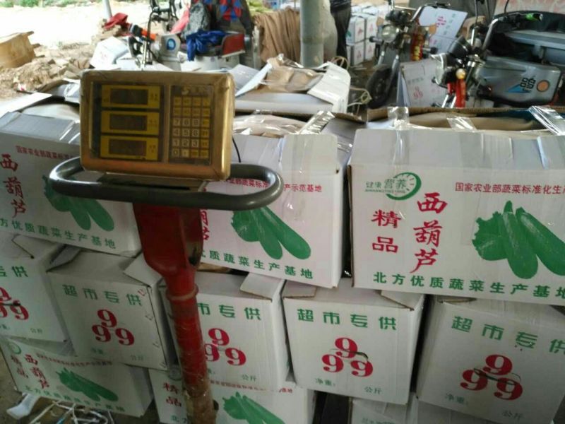 绿皮西葫芦0.6斤以上