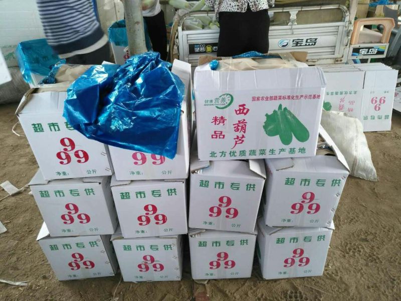 绿皮西葫芦0.6斤以上