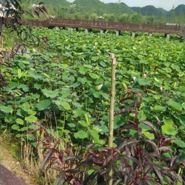 刺梨鲜
