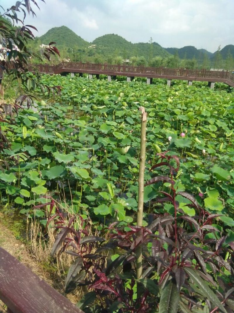 刺梨鲜