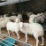 小尾寒羊30~50斤/头，头胎怀孕母羊2岁母羊