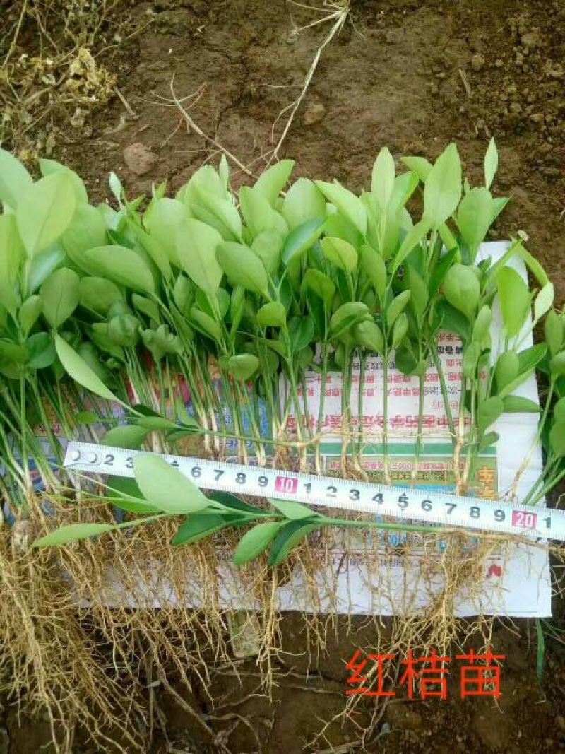四川红橘苗红桔苗嫁接苗粘木苗芽苗批发零售