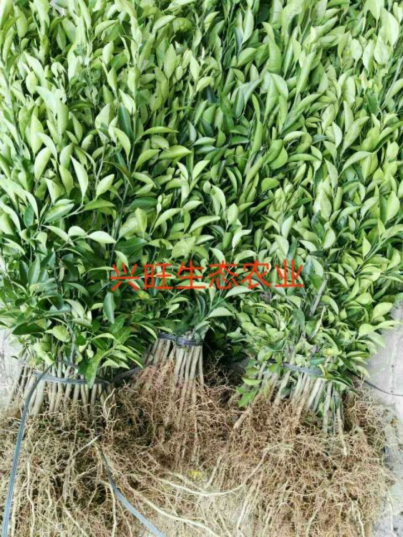四川红橘苗红桔苗嫁接苗粘木苗芽苗批发零售