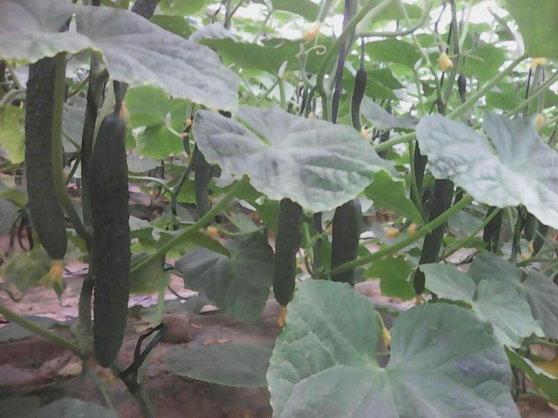 山东密刺黄瓜干花带刺，小中条，精品电商货，对接全国市场商超等