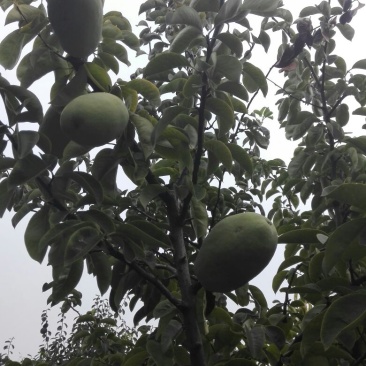 木瓜树8公分