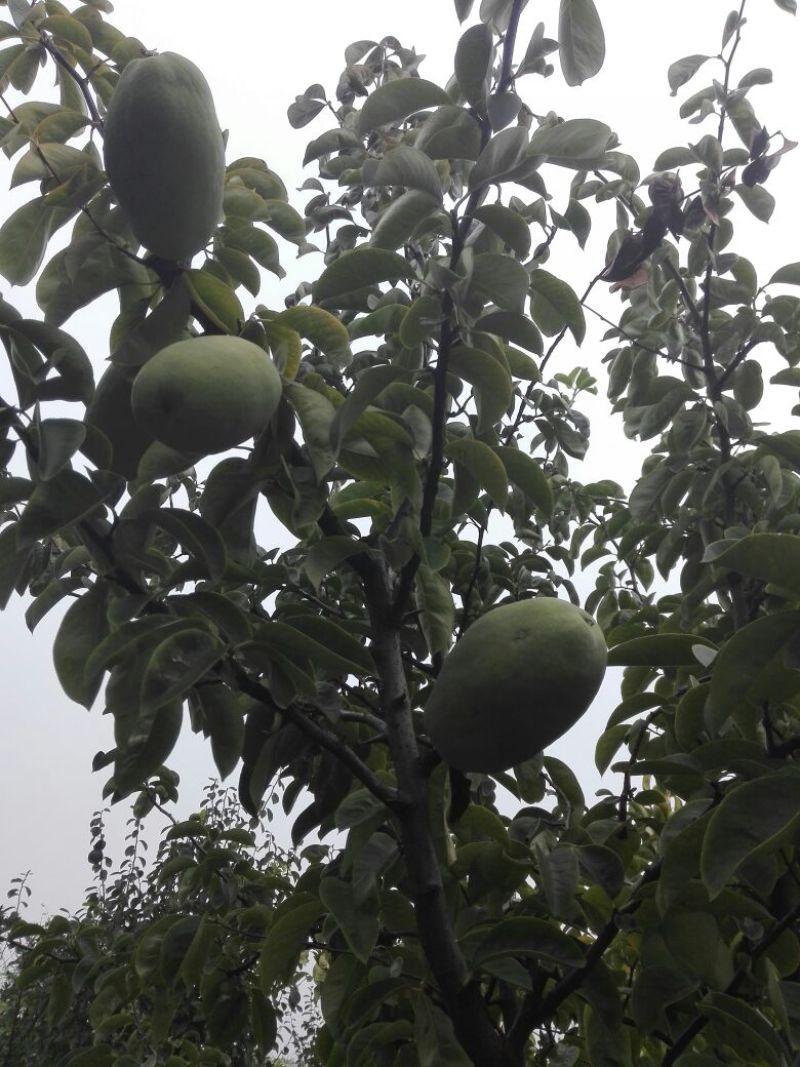 木瓜树8公分