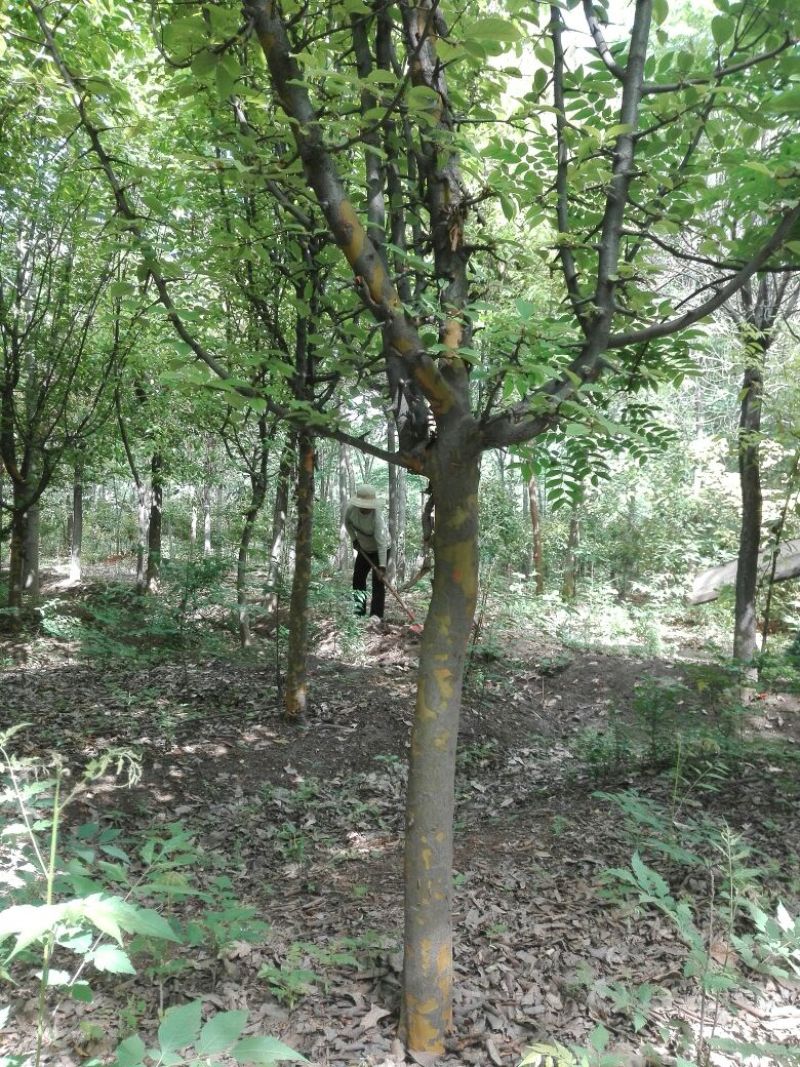 木瓜树8公分