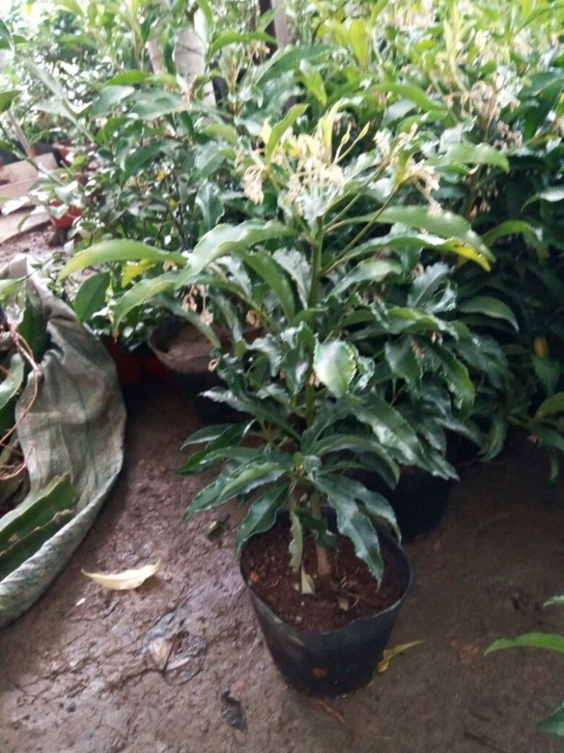 虎皮兰