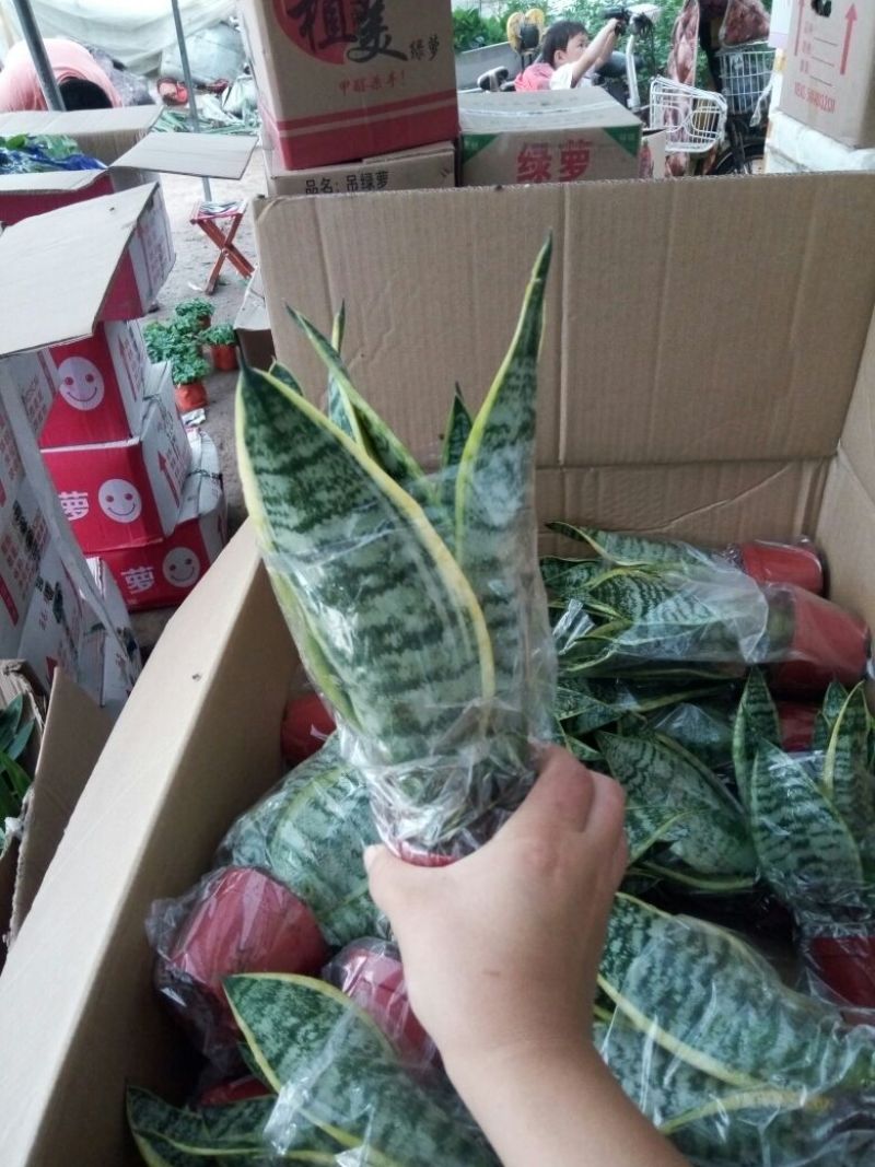 虎皮兰