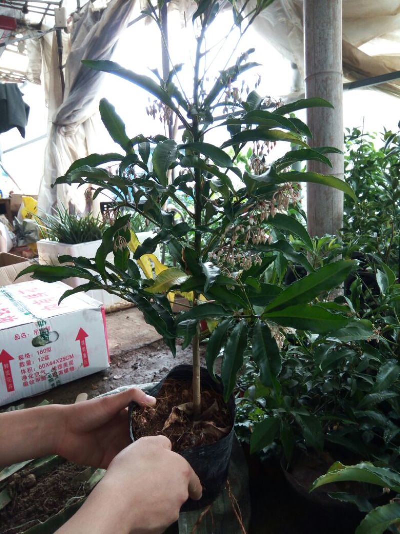 虎皮兰