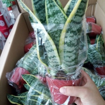 虎皮兰
