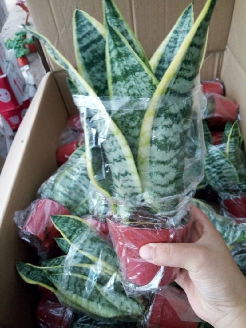 虎皮兰