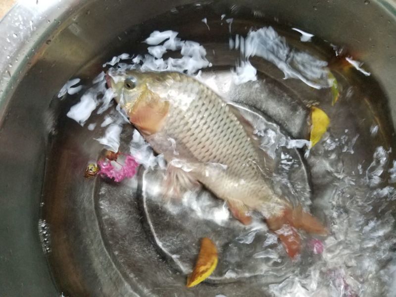 黄鲤鱼0.5公斤以下食用