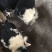 贵妃鸡苗脱温苗500克以上通货