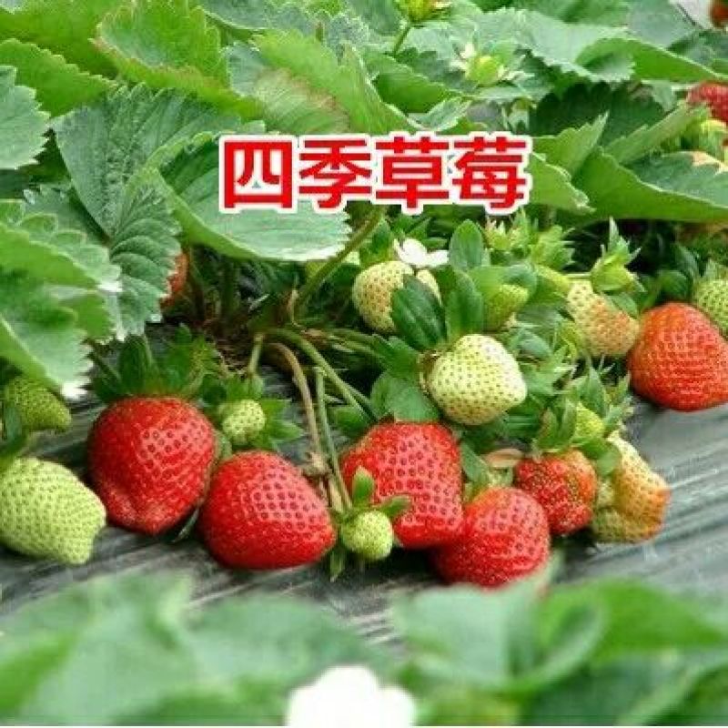 甜查理草莓苗10~20cm