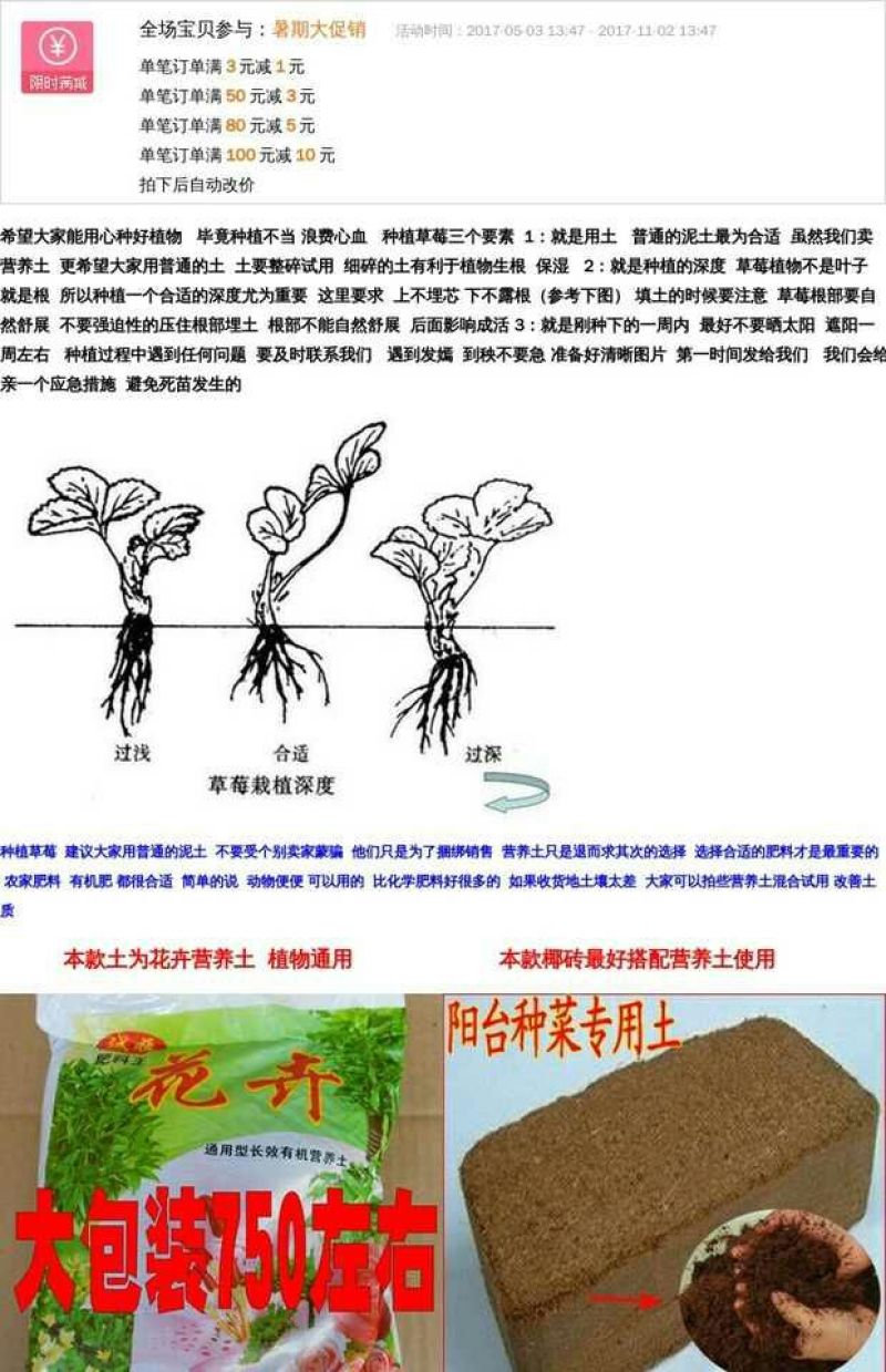 甜查理草莓苗10~20cm