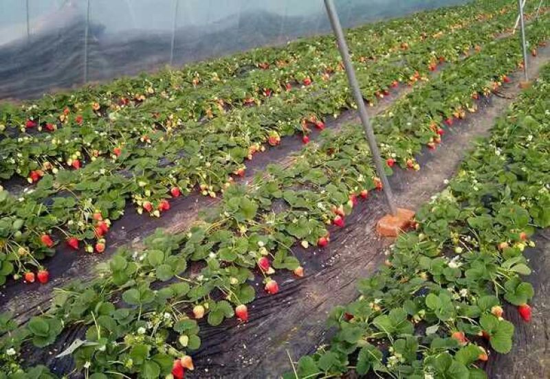 甜查理草莓苗10~20cm