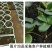 甜查理草莓苗10~20cm