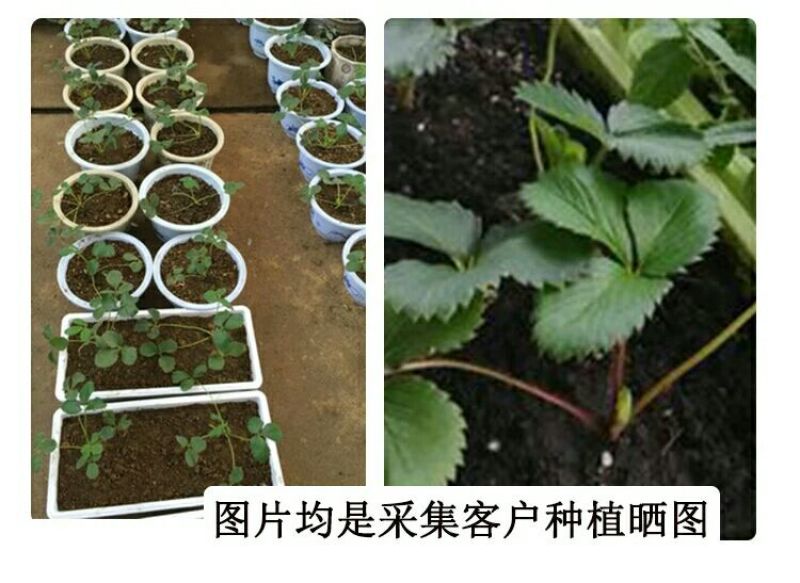 甜查理草莓苗10~20cm