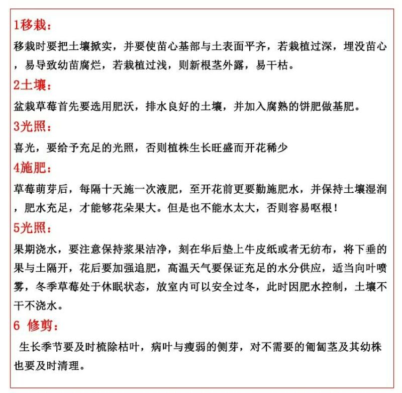 甜查理草莓苗10~20cm