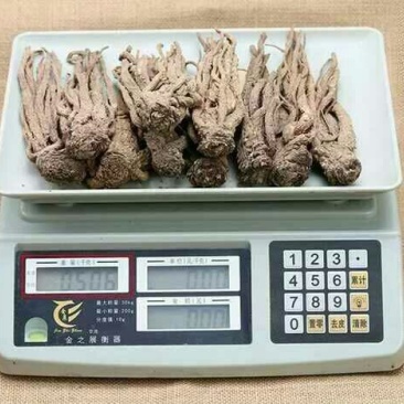 岷当归大