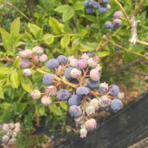蓝莓苗0.5~1年10~20cm
