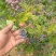 蓝莓苗0.5~1年10~20cm