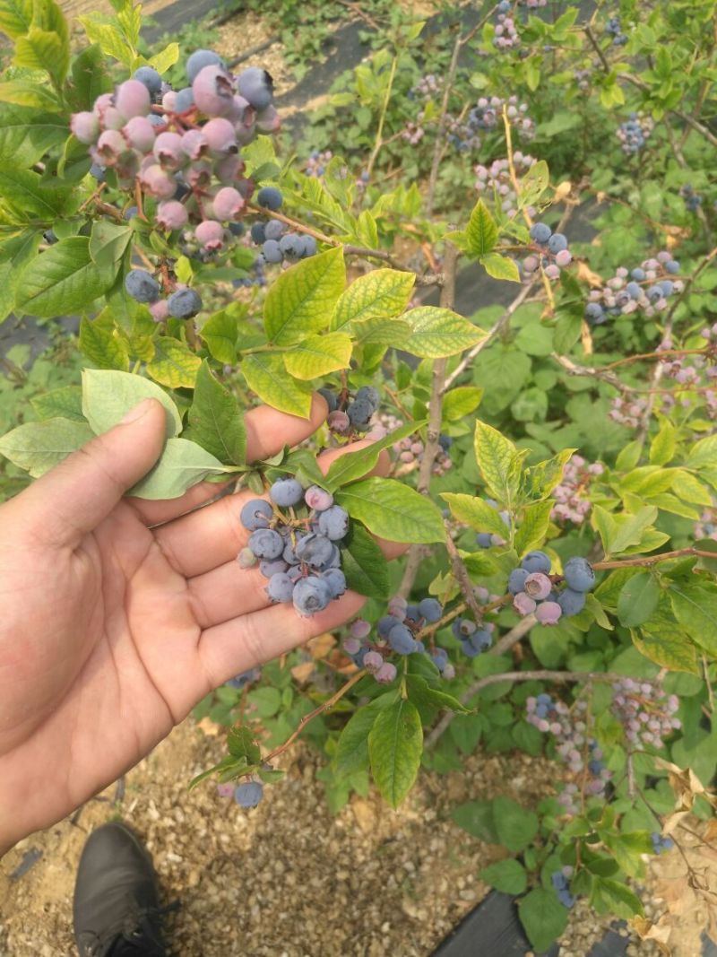 蓝莓苗0.5~1年10~20cm