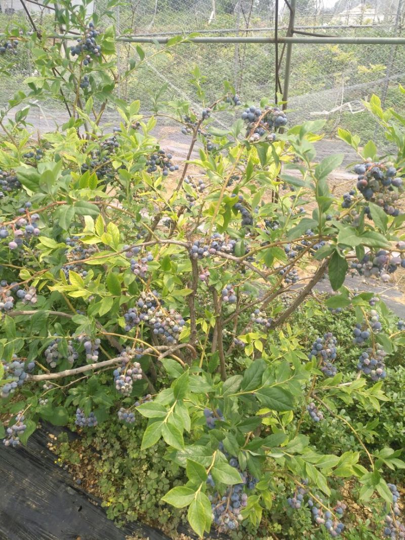 蓝莓苗0.5~1年10~20cm
