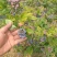 蓝莓苗0.5~1年10~20cm