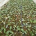 蓝莓苗0.5~1年10~20cm
