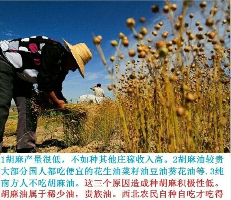 麻油