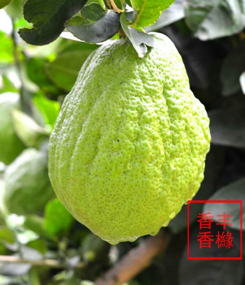 香橼果子云南特产水果现摘发货新鲜香园快递包邮