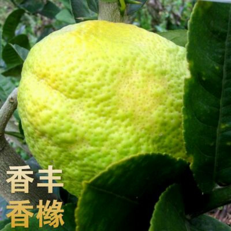 香橼果子云南特产水果现摘发货新鲜香园快递包邮
