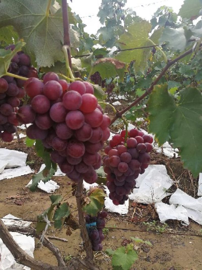 优质精品巨峰葡萄邯郸葡萄种植基地